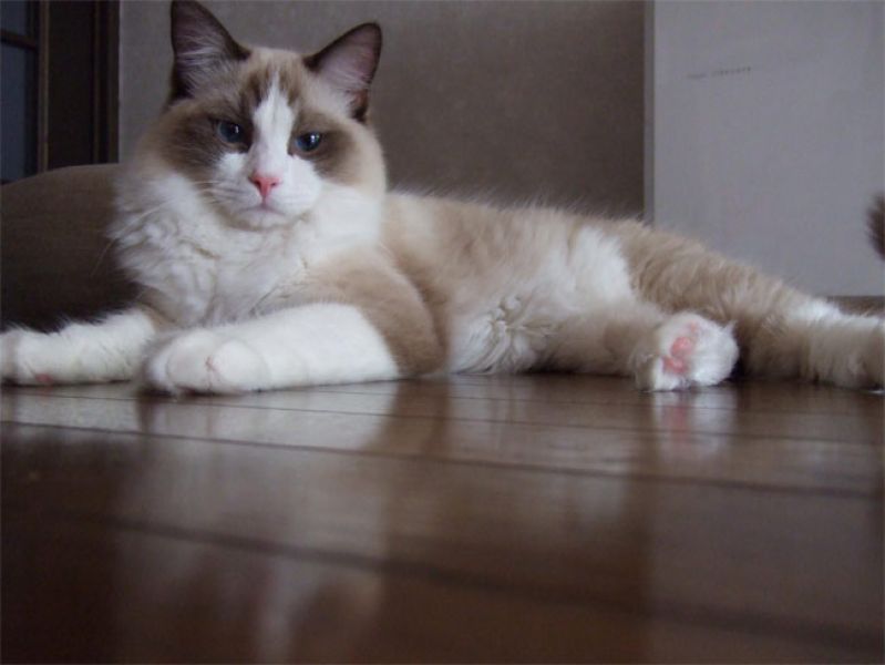 Regalo  gattini Ragdoll disponibili   Ciao gatti amanti, ora abbiamo i seguenti gatti Ragdolldisponi