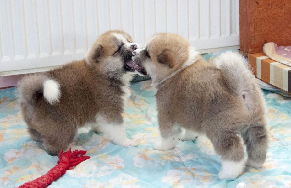 Molto bella e sani cuccioli di akita-inu  per adozione maschi e femmine disponibili 