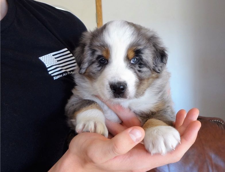 Regalo Cucciolo di Pastore australiano in pronta consegna
