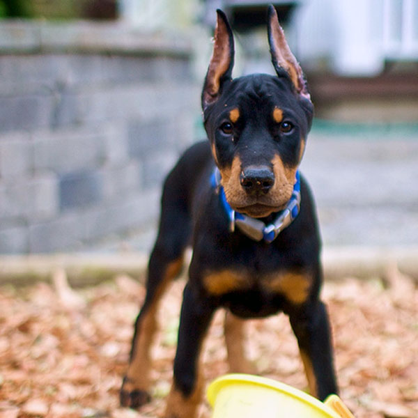 Disponibili splendidi cuccioli di dobermann