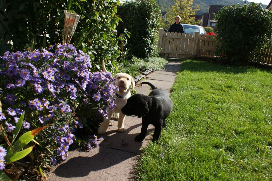 Cuccioli di labrador retrievers