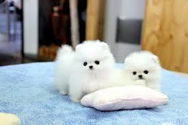 Regalo cuccioli di volpino pomeranian mini toy Disponibili