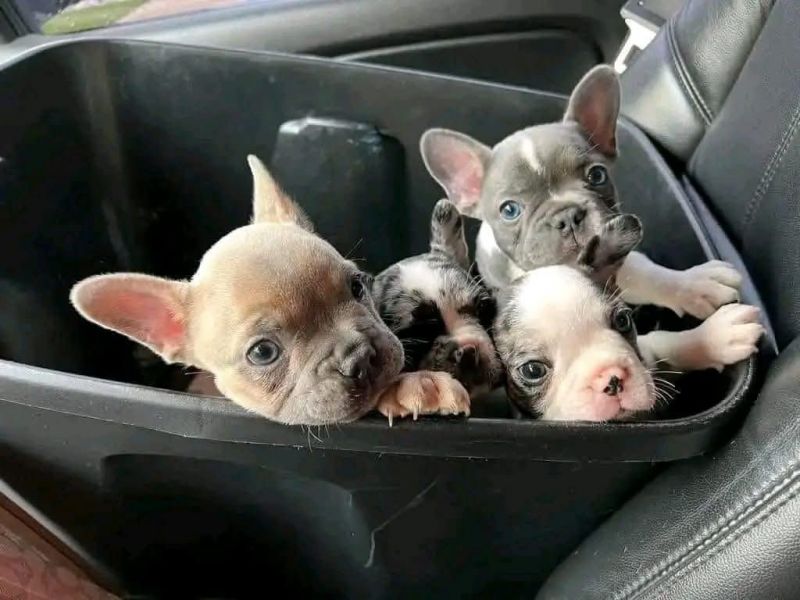 Cuccioli di bulldog francese maschi e femmine