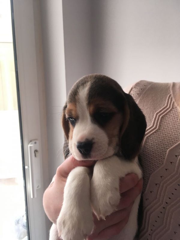 Regalo beagle cuccioli 