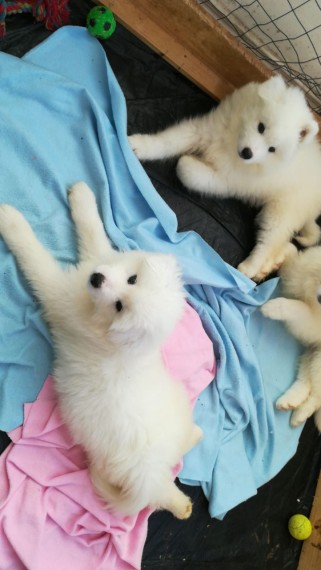  REGALO disponibile splendidi cuccioli di samoiedo  disponibile splendidi cuccioli di samoiedo da me