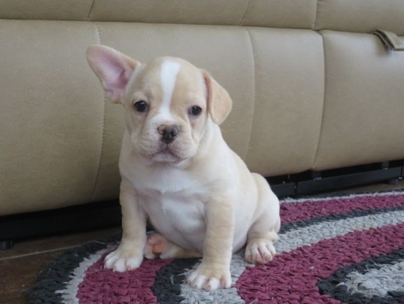 Cuccioli di Cane a Bulldog Francese