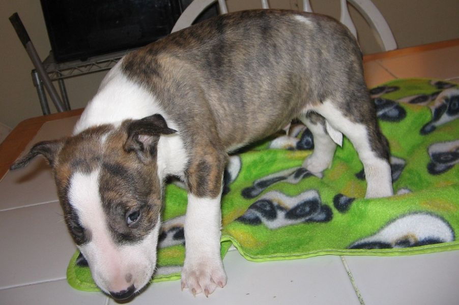 Cuccioli di bull terrier