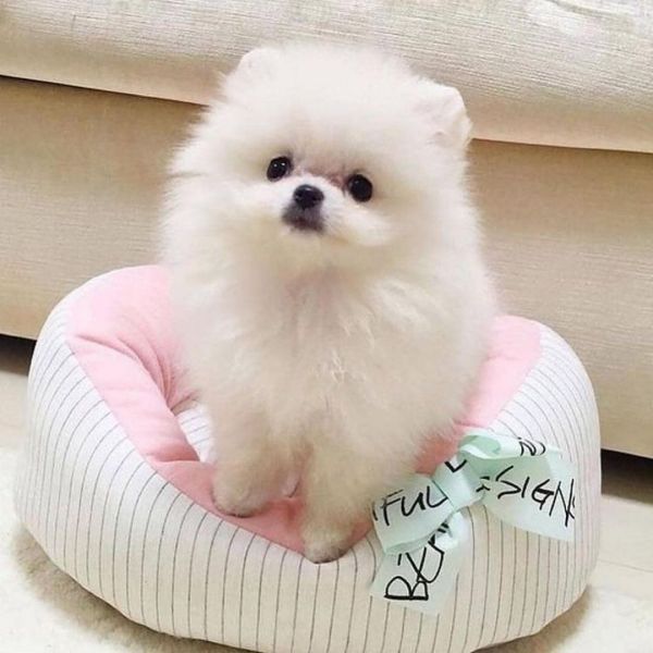 Regalo cuccioli di spitz di pomerania