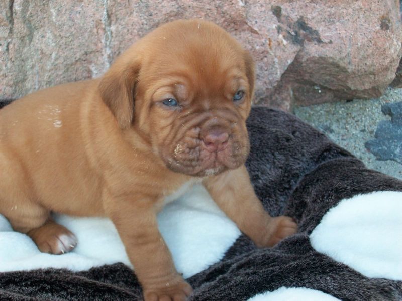 Cuccioli di dogue bordeaux ( per regalo )