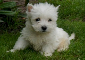 Cuccioli di West highland femminucce e maschietti disponibili per l'adozione