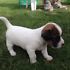  REGALO JACK RUSSEL CUCCIOLI (PEDIGREE)  adorabile maschio e femmina jack russel cuccioli disponibil