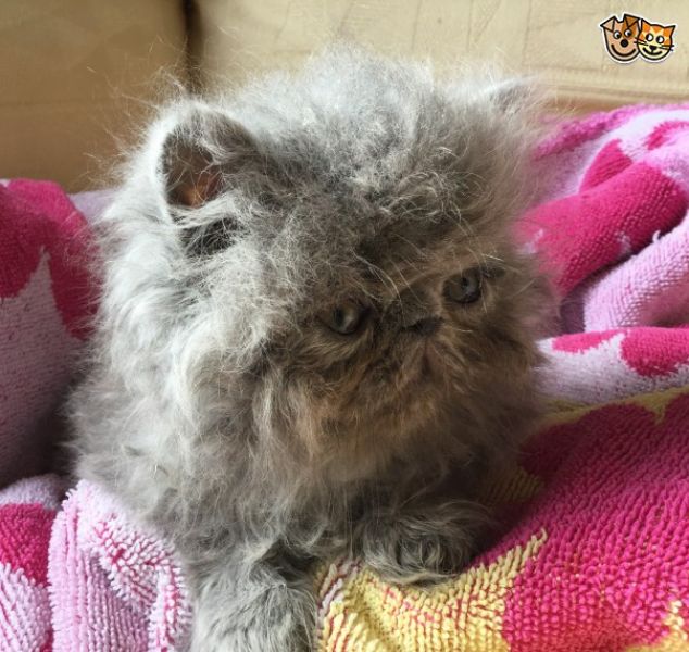 Belle gattini persiano