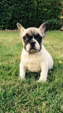 Bulldog Francese