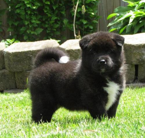 Regalo Akita Splendidi cuccioli..
