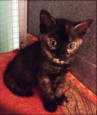 Trixy gatta tre colori e cuccioli cercano casa anche separatamente