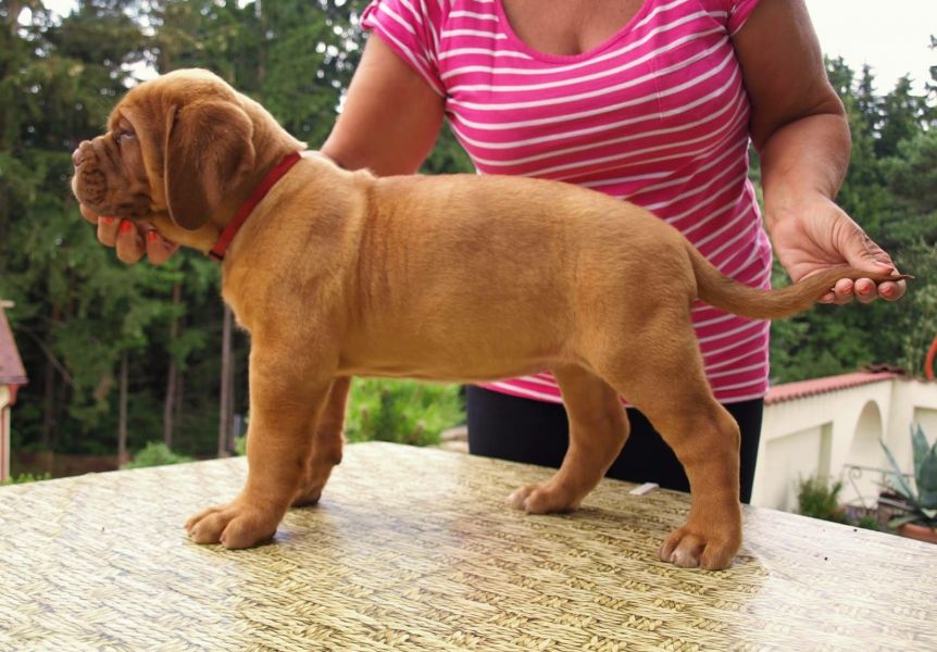 Cuccioli di dogue bordeaux per adozione ( regalo  )