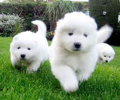 Adorabili cuccioli di samoiedo femminucce e maschietti disponibili per l'adozione