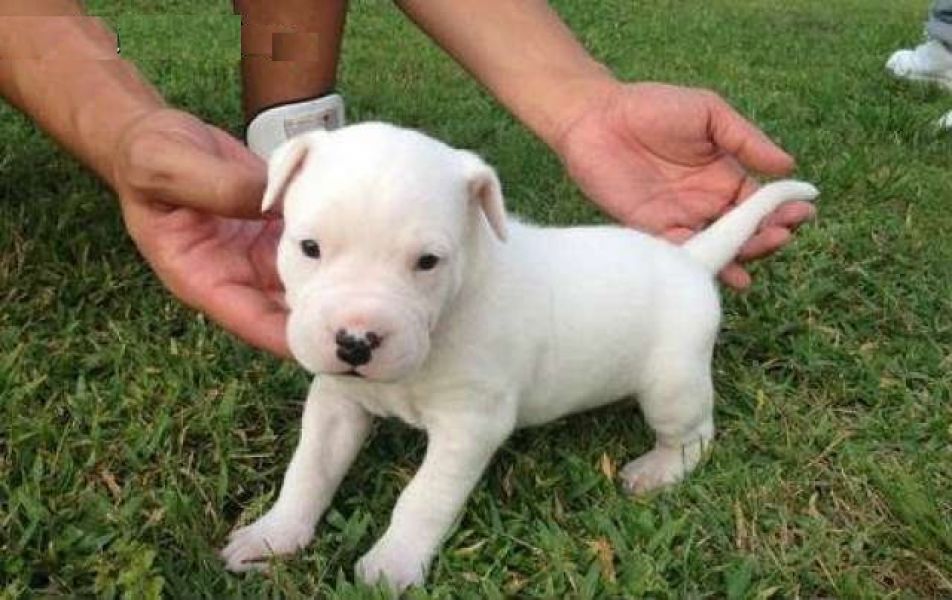 Adorabili cuccioli di Dogo Argentino femminucce e maschietti disponibili per l'adozione