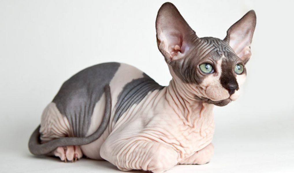 Cuccioli di Canadian Sphynx 