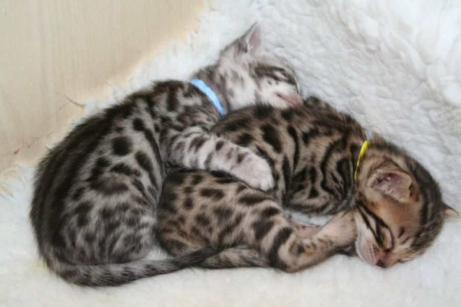 Bellissimi cuccioli bengala disponibili per l'adozione 