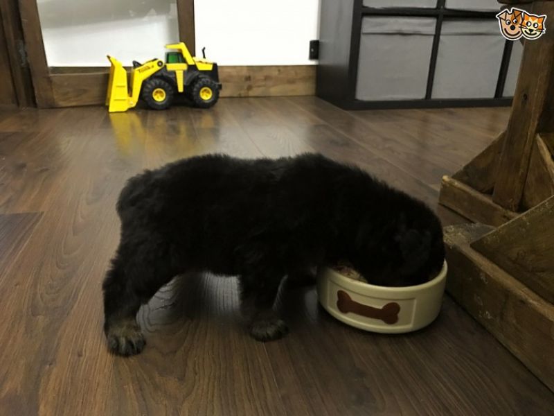 REGALO Cuccioli di rottweiler 1 femmine e un maschietto.
