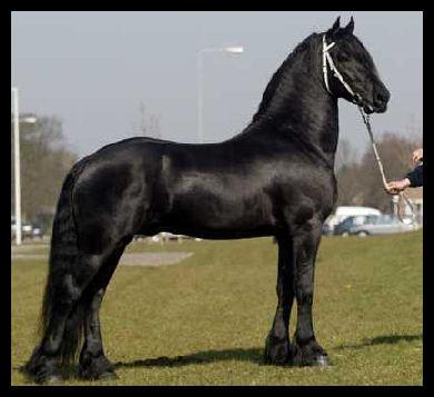 Bellissimo cavallo frisone per l'adozione in case nuove e la cura