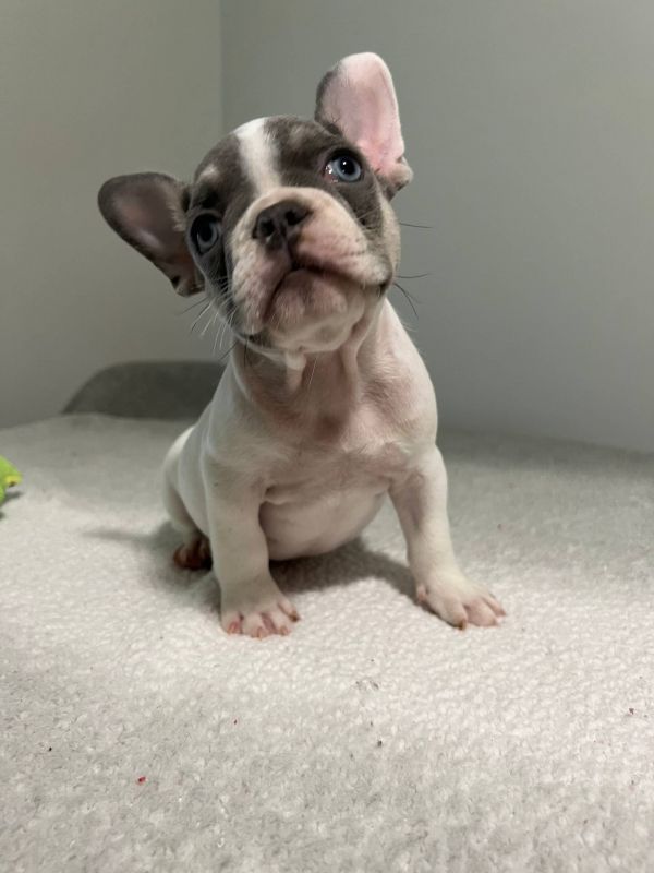  Regalo Meravigliosi cuccioli di bulldog francese  Casa cresciuto, salute garantita, vasino addestra