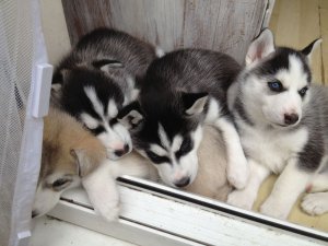  Regalo cuccioli di Siberian Husky