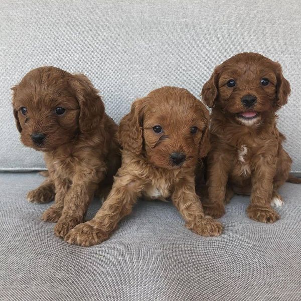 Cuccioli di cavapoo pronti per le loro nuove e per sempre case.