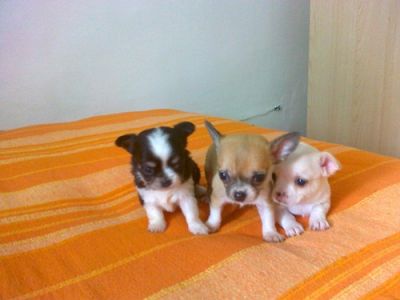 chihuahua cuccioli vendo