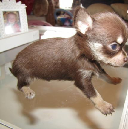3Meraviglioso cuccioli di chihuahua .