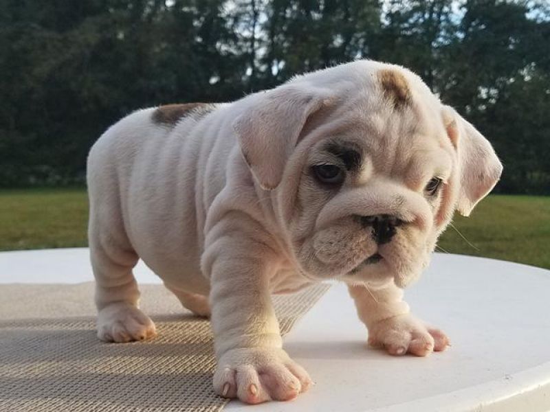Cuccioli bulldog inglese con pedigree