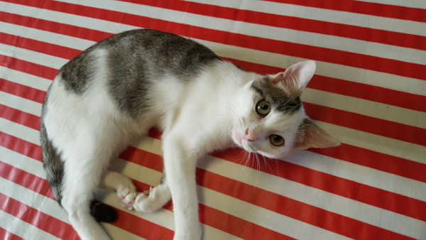 Peppino, micio in cerca di casa