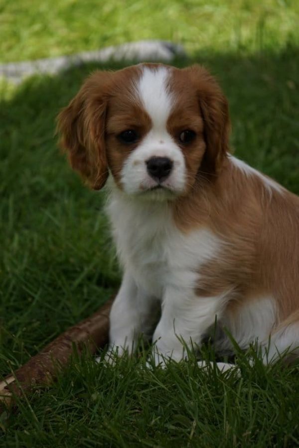 Molto bella e sani  cuccioli di cavalier king  per adozione maschi e femmine disponibili (gratis) 