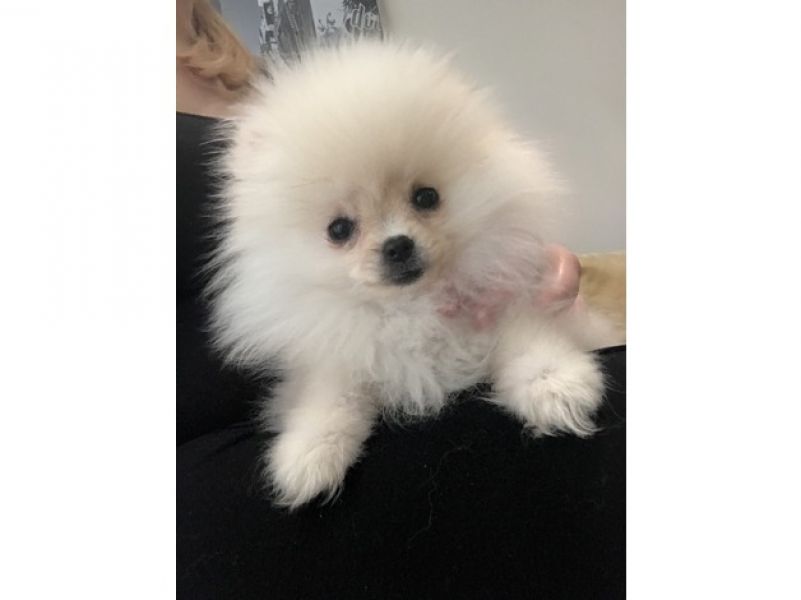 Volpino spitz pomerania