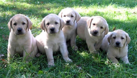 cuccioli di labrador  per adozione ( regalo  )