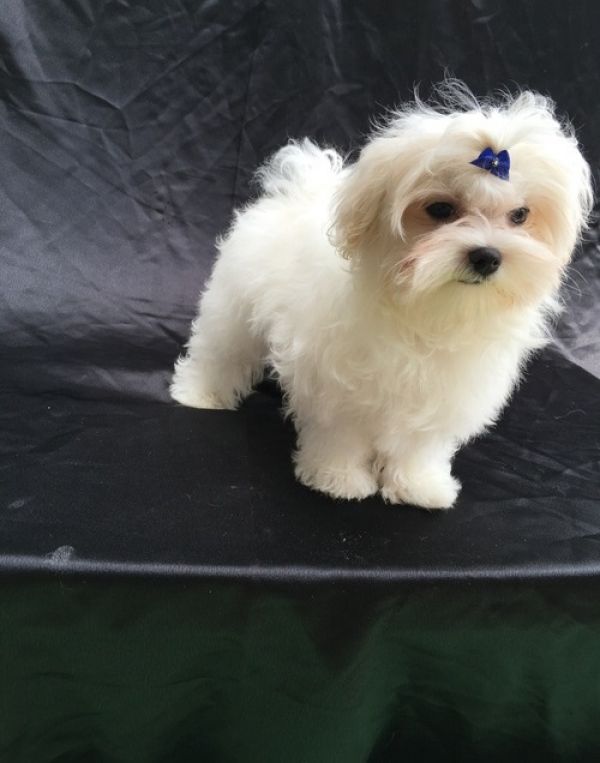 Regalo maltesi cuccioliato disponibili