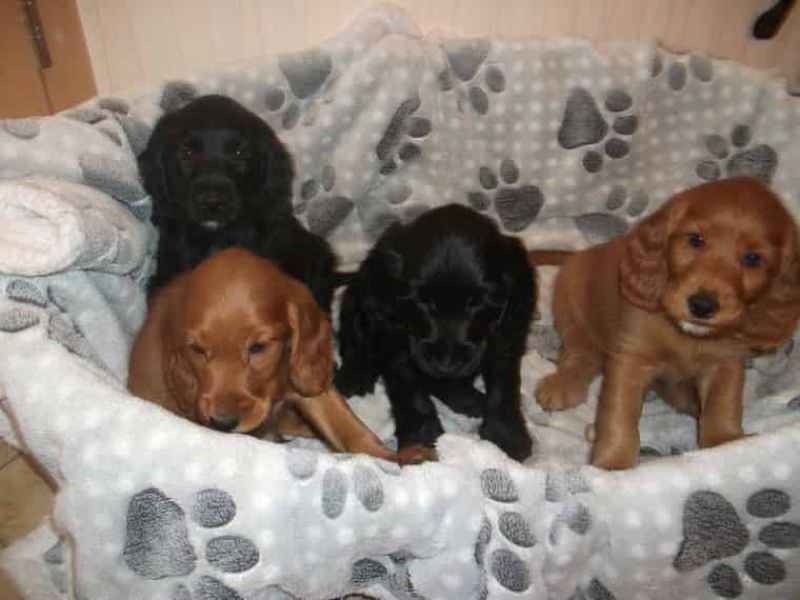 Regalo bambini cocker spaniel cuccioli