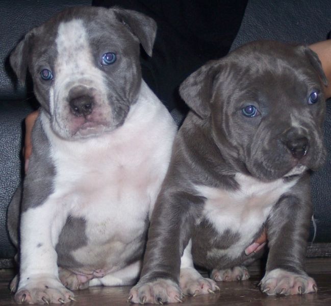 Regalo Cuccioli pitbull Disponibili