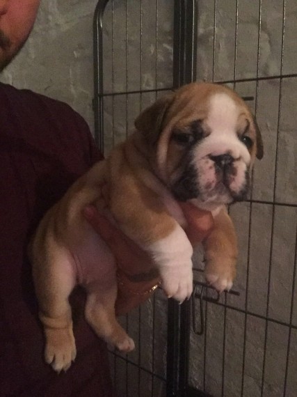  Regalo Bulldog inglese cuccioli disponibili