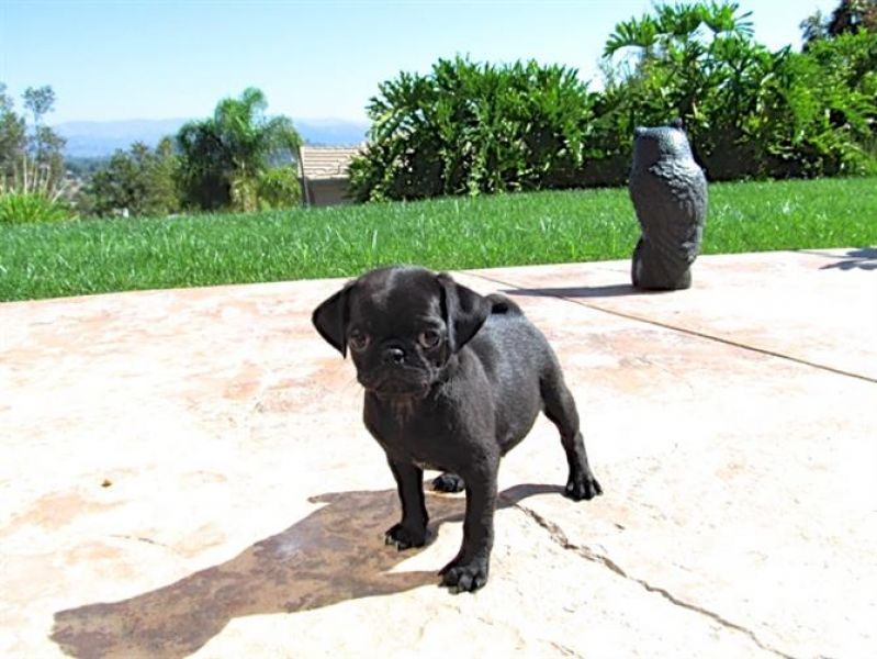 REGALO disponibile splendidi cuccioli di carlino   disponibile splendidi cuccioli di carlino da me a