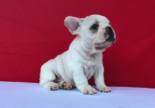 Molto bella e sani cuccioli di bulldog francese per adozione  