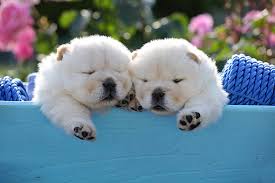 Abbiamo disponibili cuccioli di chow chow 
