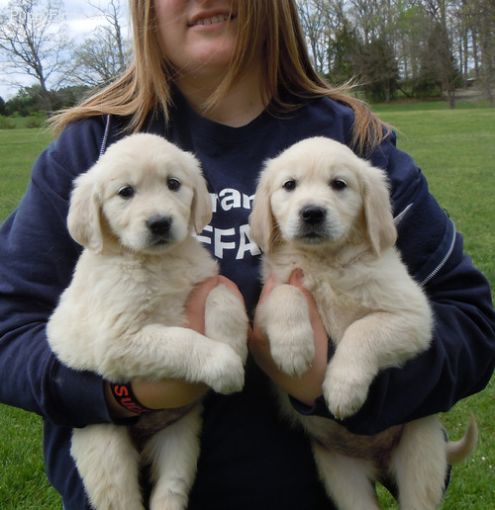 Cuccioli di golden retriever  per adozione ( regalo  )