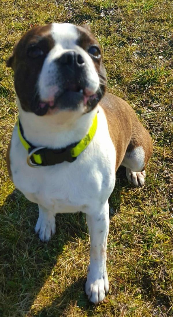 Molto bella e sani  cuccioli di boston terrier   per adozione maschi e femmine disponibili (gratis)