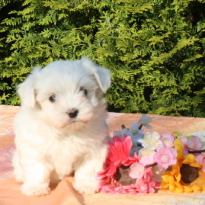 dispone di splendidi cuccioli di maltese 
