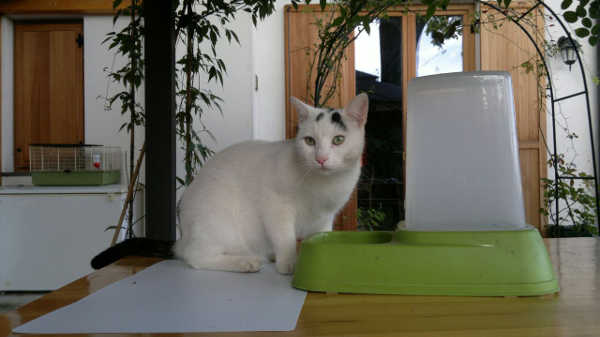 CriCri, micio in cerca di casa