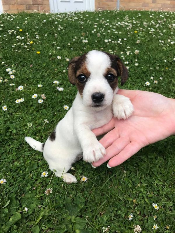  REGALO JACK RUSSELL CUCCIOLI Sono disponibile due bellissime cuccioli jack russell . Alta genealogi