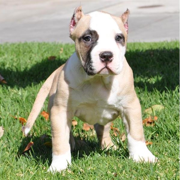 Regalo Cuccioli pitbull Disponibili