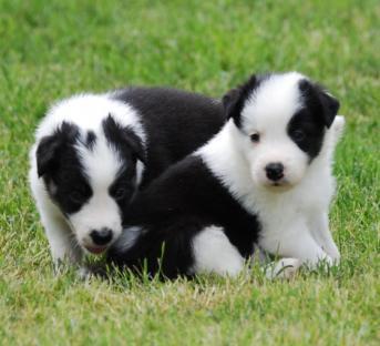 Cuccioli di AUSTRALIANO PASTORE   ( Gratis )